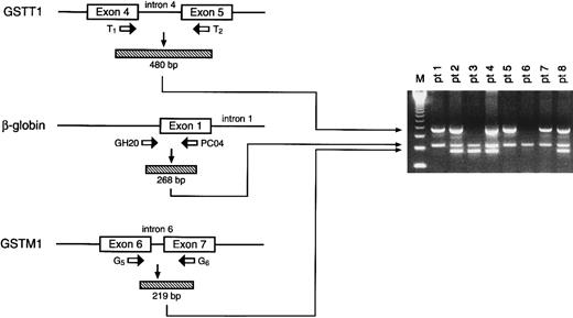 Fig. 1. Depiction of strategy for amplification of GSTT1, β-globin, and GSTM1 genes (left) with resultant ethidium bromide–stained electrophoresed products from representative patient samples. The numbers 1 through 8 correspond to individual patients, with positive GSTT1, β-globin, and GSTM1 alleles yielding 480-, 268-, and 219-bp fragments, respectively; eg, patients 1, 5, and 7 are null for GSTM1, patients 2, 4, and 8 are null for neither GSTM1 nor GSTT1, patient 3 is null for GSTT1 only, and patient 6 is null for both GSTM1 and GSTT1. Absence of the PCR product indicates the null genotype. The far left lane (M) indicates the molecular-weight marker.
