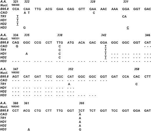 Fig. 3. Comparison of LMP-1 DNA sequences from cases TR-1, HD-1, HD-2, HD-3 with those of the EBV strains B95.8 and CAO NPC. Numbering of nucleotides is according to Baer et al.36 Codons containing potential hot spots are reported in italics. Point mutations affecting the amino acid sequence are reported. Silent mutations are underlined and deletions are indicated by dotted lines. Cases HD-1 and HD-2 showed an identical 30-bp deletion starting from codon 343, whereas case HD-3 had a 63-bp deletion starting from codon 334.