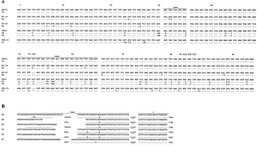 Fig. 2. (A) Nucleotide acid sequences of the expressed Ig VH genes from five cases of IgA and/or IgG isotype CLLs. In each cluster, the top amino acid sequences are given for comparison and represent those of the closest reported germline VH gene. The letters below represent differences from the published germline genes. (B) Nucleic acid sequences of the rearranged D and JH genes from five cases of IgA and/or IgG isotype CLL. Each sequence is compared to the known D and JH sequences that have the greatest homology. Identity is indicated by a dot and differences are shown. Solid lines above each cluster depict the CDR sequences. These sequences are available from the EMBL/GenBank/DDBJ under accession numbers: U22381, U22387, U22388, U22389, U22390, and U22391.