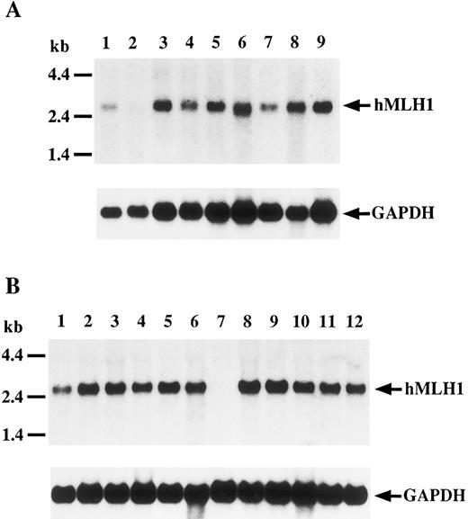 Fig. 3. Northern blot analysis of hMLH1 gene transcript. Filters were hybridized with either hMLH1 probes (upper panel) or GAPDH probe (lower panel) as a control. (A) Lanes 1 through 9 are MegJ, P30OHK, BALL-1, MOLT4, MOLT16, CEM, Raji, THP1, and SKW3, respectively. (B) Lanes 1 through 12 show Ramos, Jurkat, HA, DND39, BALM1, ML1, KCL22, Ri-1, Daudi, HL60, RPMI8226, and TF1, respectively. A 2.7-kb transcript is detectable in all lanes except lane 2 of (A) and lane 7 of (B). No hMLH1 mRNA expression is found in P30OHK and KCL22.
