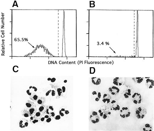Fig. 2. Senescent CGD neutrophils did not show apoptosis in vitro. Neutrophils from normal donors (A and C) and CGD patients (B and D) were cultured in medium for 24 hours. The cells were treated with hypotonic propidium iodide solution and the DNA content was analyzed by flow cytometry (A and B). Morphology of these same cultures is shown for comparison with May-Grünwald-Giemsa–stained preparations photographed at a magnification 1,000× (C and D).