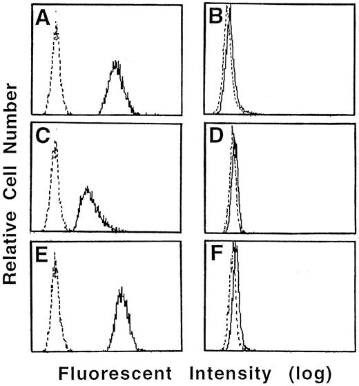Fig. 5. Effect of anti-Fas MoAb and catalase on H2O2 production in cultured neutrophils. Neutrophils from normal donor (A, C, and E) and CGD patients (B, D, and F ) were pretreated with 1 mmol/L of DHR123 for 5 minutes and then cultured with medium alone (A and B) or 1 mg/mL of catalase (C and D) or 100 ng/mL of anti-Fas MoAb (E and F ). After 3 hours in culture, the cells were washed and the fluorescent intensity was examined by Cytoron Absolutes flowcytometer (Ortho Diagnostic System).