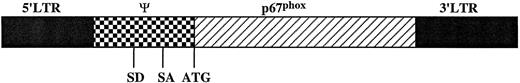 Fig. 1. Structure of the MFGS-p67phox retroviral vector. The MFGS vector consists of the following parts from left to right in the figure: (A) a Mo-MuLV DNA fragment containing the 5′ LTR sequence; (B) the retroviral ψ-packaging sequence that contains splice donor (SD) and splice acceptor (SA) sites and residual gag sequence with extra stop codons; (C) the open reading frame of p67phox, which was cloned into a unique Nco I site directly 3′ of the retroviral envelope ATG start codon; and (D) a Mo-MuLV 3′ long-terminal repeat (LTR).