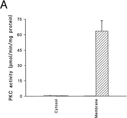 Fig. 1. PKC in erythrocytes. (A) Translocation of PKC activity from cytosol to membrane in uninfected erythrocytes exposed to DMSO (□) or 500 nmol/L PMA (▨) for 15 minutes. PKC activity given is the total kinase activity minus activity measured in the absence of lipid activators (PMA/phosphatidyl-serine/Triton-X–100 mixed micelles) and the presence of 20 μmol/L PKC.19-36 Activities represent the mean of duplicate assays + range. This result is representative of six separate experiments. (B) Western blot of whole cell lysates from uninfected cells, prepared and separated on a 10% acrylamide gel (107 cell equivalents/lane) as described in Materials and Methods. Blots were incubated with monoclonal antibodies as follows: lane 1, anti-PKCα at 0.05 μg/mL; lane 2, anti-PKCβ at 0.16 μg/mL; lane 3, anti-PKCγ at 0.25 μg/mL; lane 4, anti-PKCε at 0.5 μg/mL; lane 5, anti-PKCθ at 1 μg/mL; lane 6, anti-PKC ι at 1.6 μg/mL and lane 7, anti-PKCλ at 1.6 μg/mL. No bands were detected in parallel blots incubated with control antibodies or second layer only (not shown).
