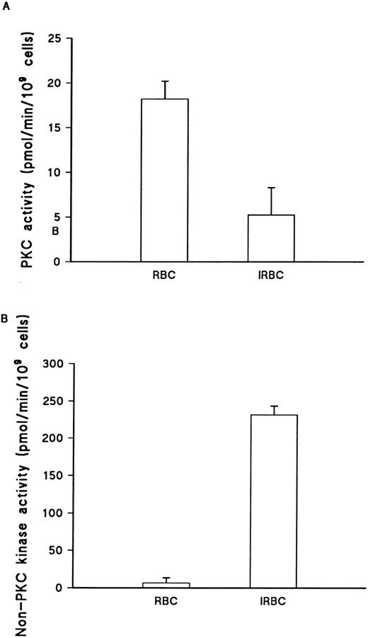 Fig. 4. Total cellular PKC activity in uninfected and infected erythrocytes. (A) PKC activity in 0.2 mol/L NaCl eluate from DE52 column assayed as described in Materials and Methods. Parasites were enriched to 50% by Plasmagel flotation before lysis. PKC activity is the total activity measured, minus activity in the absence of lipid activators (PMA/Phosphatidyl-serine/Triton-X–100 mixed micelles) and presence of 20 μmol/L PKC.19-36 Values represent the mean of duplicate assays + range. This result is representative of three separate experiments. (B) Non-PKC activity, as measured in the absence of lipid activators (PMA/Phosphatidyl-serine/Triton-X–100 mixed micelles) and presence of 20 μmol/L PKC,19-36 in the same RBC and IRBC lysates. Values represent the mean of duplicate values + range. This result is representative of three separate experiments.