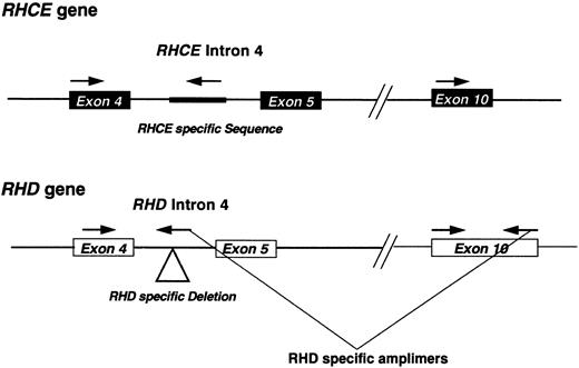 Fig. 1. Schematic representation of the RHD multiplex assay. A diagrammatic representation of the multiplex assay used in this study. The approximate positions of the amplimers are shown. The location of the RHD-specific deletion or RHCE-specific insertion located within intron 4 of these respective genes are highlighted on the figure.