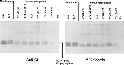 Fig. 2. Immunoprecipitation of DVICe and DVIcE proteins followed by immunoblot analysis of immune complexes with rabbit sera reactive to the fourth external and C-terminal domains of Rh polypeptides. Immunoprecipitation was performed as described in Materials and Methods, and the resultant immune complexes were separated by SDS-PAGE on 10% (wt/vol) polyacrylamide gels. Blotted membranes were then incubated with either anti-Cter or anti-loop 4e serum, and this is indicated below each panel. The position of the Rh proteins (Mr 30-32,000) is indicated in the central panel between the two blots. Control blotting samples of erythrocyte membranes are shown on the left of each immunoblot.
