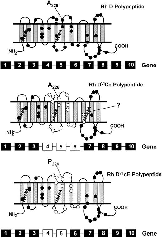 Fig. 5. Schematic representation of the topologies of the Rh D, DVICe and DVIcE polypeptides. A proposed topology of the Rh D proteins is illustrated, based on hydropathy analyses3132 and protein chemical studies.153033 The Rh D protein has 35 or 36 amino acid differences to the Rh CcEe proteins, and these are highlighted with closed circles. The gene conversions that generate the DVI phenotype result in the replacement of RHD residues with RHCE counterparts. The residues involved are indicated on the DVICe and DVIcE proteins as open circles. The presence of the fourth external loop on all proteins is indicated, as well as the protein sequence difference in this domain between the DVICe and DVIcE proteins (Ala226Pro). The sites of palmitoylation (at Cys-Leu-Pro motifs) of the proteins are illustrated by zigzag lines. The genomic organization of the RHD and hybrid RHD genes are represented below each predicted topology. RHD-derived exons are represented by black boxes, RHCE-derived exons as white boxes.