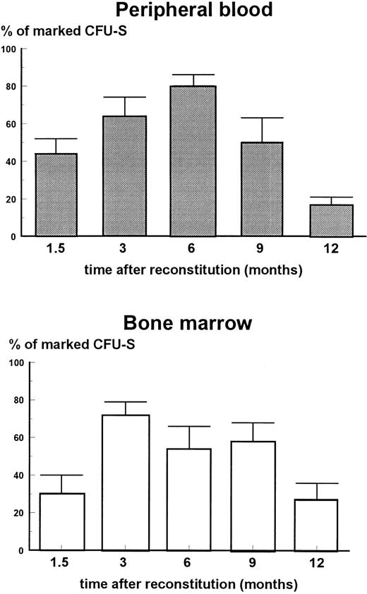 Fig. 1. Proportion of marked CFU-S in bone marrow of mice reconstituted with peripheral blood mononuclears and bone marrow cells. Each column with error bar represents the mean ± standard error (SE). A total of 10 to 14 CFU-S were analyzed per group. Y-axis, % of marked CFU-S; X-axis, time after reconstitution).