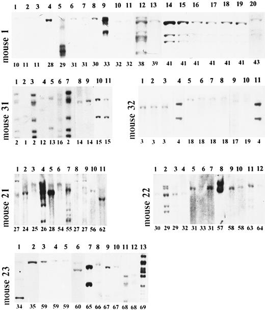 Fig. 2. Long-term clonal behavior of engrafted hematopoietic stem cells. Analysis of six long-term reconstituted mice. DNA from CFU-S–derived spleen colonies was cleaved with EcoRI and analyzed by Southern blot. Mice no. 1, 31, and 32 were reconstituted with peripheral blood mononuclears; mice no. 21, 22, and 23 were reconstituted with bone marrow cells. Mouse no. 1, lanes 1 to 3 (clones 10 and 11 on Fig 3) - 6 months; lanes 4 to 11 (clones 28 to 32 on Fig 3) - 9 months; lanes 12 to 20 (clones 38 to 42 on Fig 3) - 12 months after reconstitution. Mouse no. 31, lanes 1 to 3 (clones 1 and 2 on Fig 3) - 3 months; lanes 4 to 11 (clones 2 and 12 to 16 on Fig 3) - 6 months. Mouse no. 32, lanes 1 to 4 (clones 3 and 4 on Fig 3) - 3 months; lanes 5 to 11 (clones 4 and 17 to 19 on Fig 3) - 6 months. Mouse no. 21, lanes 1 to 5 (clones 24 to 28 on Fig 4) - 6 months; lanes 6 to 10 (clones 27 and 54 to 56 on Fig 4) - 9 months; lane 12 (clone 62 on Fig 4 ) - 12 months. Mouse no. 22, lanes 1 to 7 (clones 29 to 33 on Fig 4) - 6 months; lanes 8 to 10 (clones 57 and 58 on Fig 4) - 9 months; lanes 11 to 12 (clones 63 and 64 on Fig 4) - 12 months. Mouse no. 23, lanes 1 and 2 (clones 34 and 35 on Fig 4) - 6 months; lanes 3 to 6 (clones 59 and 60 on Fig 4) - 9 months; lanes 7 to 13 (clones 65 to 69 on Fig 4) - 12 months after reconstitution.