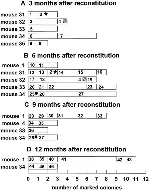 Fig. 3. Temporal dynamics of clonal fluctuation in mice reconstituted with peripheral blood mononuclear cells. Each horizontal lane represents the number of spleen colonies with a unique integration site. The size of the rectangle indicates the number of spleen colonies with the same unique marker; rectangles with symbols indicate the persistent clones; numbers in rectangles indicate unique clone identification number. (A) Three months after reconstitution; (B) 6 months after reconstitution; (C) 9 months after reconstitution; (D) 12 months after reconstitution. Y-axis, reconstituted animals; X-axis, number of individual colonies.