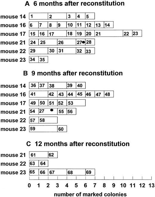 Fig. 4. Temporal dynamics of clonal fluctuation in mice reconstituted with bone marrow cells. Each horizontal lane represents the number of spleen colonies with a unique integration site. The size of the rectangle indicates the number of spleen colonies with the same unique marker; rectangles with symbols indicate the persistent clones; numbers in rectangles indicate the unique clone identification number. (A) Six months after reconstitution; (B) 9 months after reconstitution; (C) 12 months after reconstitution. Y-axis, reconstituted animals; X-axis, number of analyzed individual colonies).