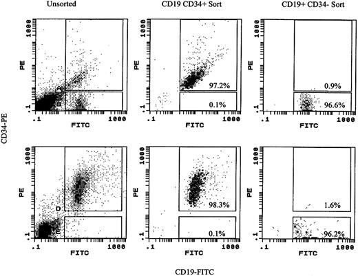 Fig. 2. Expression of CD19 and CD34 on PBMC of MM patients. Representative staining by MoAb to CD34 and CD19 on PBMC from a myeloma patient. PBMC from myeloma patients were stained in dual IF with CD19-FITC and 8G12-PE (CD34), or isotype-matched control MoAb in direct IF. For each patient, positive staining was determined by comparison with the isotype-matched controls. Each row represents one patient. For these patients, the rectangles identify the sort windows for purification of CD34+19+ and CD34−19+ MM PBMC (left panels). Reanalysis of sorted subsets indicated the percent purity recorded within each sort window (middle and right panels). Overall, for CD34+19+ sorts 98% ± 0.7% were within the selected sort window and had 0.26% ± 0.3% cells from the other sort window; for CD34−19+ sorts 97% ± 0.5% were within the selected sort window and 0.5% ± 0.6% were from the other sort window (values are mean ±SD).
