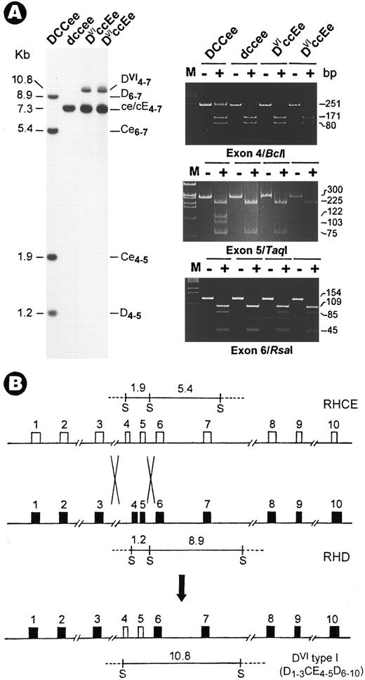 Fig. 1. Identification of a novel RhD-CE-D gene associated with DVI type I variant. (A) Southern blot (left) and exon PCR assay (right). DNAs were digested with Sph I and hybridized with an Rh cDNA probe spanning exons 4 to 7. Lane 1, Rh-positive (DCCee); 2, Rh-negative (dccee); 3, DVIccEe (T.S.); and 4, DVIccEe (V.S.). The size (in kilobases), gene origin, and exon content of the various bands are indicated. The 10.8-kb new fragment is seen in T.S. and V.S. only. Exon PCR assay was performed exactly as described.3 Shown is a typical polyacrylamide gel electrophoresis analysis for exons 4, 5, and 6 PCR products digested with the restriction enzymes, Bcl I, Taq I, and Rsa I. M, φX174 DNA size markers; −, uncut; +, digested. The expected size (in base pairs) of various bands is indicated at the right margin. (B) Diagram for the origin of the DVI type I gene. The two crosses denote the sites for recombination by which a D-CE-D hybrid is formed along with the relocation of the Sph I fragments. In the hybrid gene, exons 4 and 5 from the RhCE gene are flanked by exons from the RhD gene.
