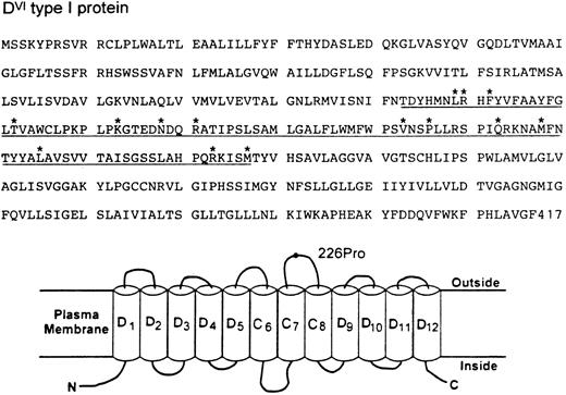 Fig. 2. Deduced amino acid sequence (top) and topologic model for RhDVI type I protein (bottom). The CE portion of DVI type I protein encoded by exons 4 and 5 is underlined and its specific amino acid changes from positions 169-267 are marked by asterisks. (B) Hypothetical organization of DVI type I protein in the erythrocyte plasma membrane. Of the 12 potential membrane-spanning segments, the CE portion would form three passes (C6-C8) and the D portion would contribute to the remaining. The fourth extracellular loop is solely derived from the CE portion and its E allelic specificity is indicated by a 226Pro residue. N and C denote the amino and carboxyl terminal ends.