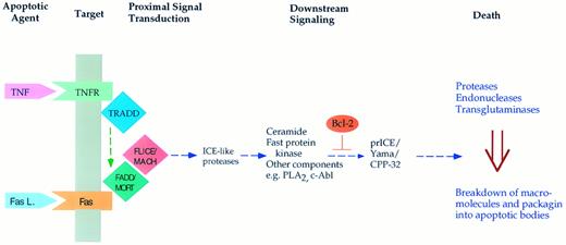Fig. 1. Scheme for induction of apoptosis in response to the cytokines tumor necrosis factor α and the Fas (APO-1) ligand. Both cytokines bind to specific membrane receptors (such as TNFR and Fas) and allow for the interaction of the receptors with specific proteins (such as TRADD and FADD/MORT). This may result in activation of a protease (Mach/Flice) that somehow launches the apoptotic response. Downstream mediators of this response may include sphingomyelinase causing the accumulation of ceramide, phospholipase A2 with accumulation of arachidonate, and other mediators such the Fast kinase.94 Eventually, this results in activation of downstream proteases such as prICE/CPP-32, which cleaves PARP and possibly other protein substrates. This then appears to induce the terminal and irreversible phase of apoptosis characterized by macromolecular breakdown and cellular fragmentation.
