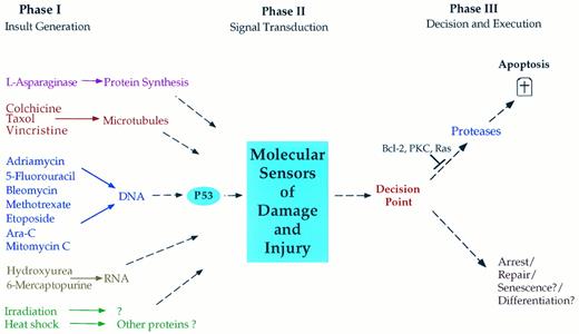 Fig. 2. Hypothesized phases in the induction of apoptosis in response to chemotherapeutic agents. In phase I, cytotoxic agents impart damage to a critical component of the cell such as DNA or microtubules. In phase II, the cell recognizes the damage and its degree of severity through poorly characterized signaling mechanisms. In phase III, the cell assesses the extent of damage and decides on the appropriate response. In many cancer cells, the preferred response is the induction of apoptosis, whereas in most normal cells and in many cancer cells, the response may involve growth arrest to allow for repair. It is also possible that certain cells may react to damage by undergoing senescence or terminal cell differentiation. Cancer cells may acquire resistance to apoptosis at several points in this pathway. For example, mutant p53 may impart resistance to DNA-damaging agents; mutations may exist in the signaling phase (phase II) or in the apoptotic phase III such as with mutant Bcl-2, mutant ras, or hyperactive protein kinase C (PKC).