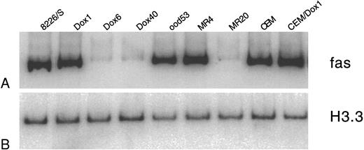Fig. 5. Quantitative RT-PCR analysis of Fas antigen mRNA in myeloma cell lines. Total RNA was extracted from drug-sensitive and drug-resistant cell lines and analyzed for expression of Fas antigen RNA. One hundred nanograms was reverse transcribed, and a 392-bp fragment of the cytoplasmic region of the Fas antigen was amplified using 29 cycles of PCR. PCR products were labeled by the incorporation of α 32P-dCTP in the amplification reaction. (A) Ten percent of the Fas antigen PCR products were separated on a 5% acrylamide gel and quantitated by phosphorimage analysis using ImageQuant software. (B) A 201-bp fragment of histone 3.3 was amplified from the drug-sensitive and -resistant cDNA using 26 cycles of PCR. Lanes are as labeled above.
