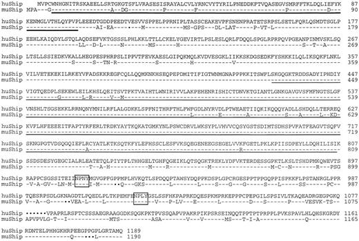 Fig. 1. Amino acid sequence comparison of human SHIP with the murine p145Ship protein. The SH2 domain is designated with a bold underline; the region homologous to the catalytic domain of inositol polyphosphate-5-phosphatase is a single underline; the open boxes show NPXY motifs; and the solid dots show amino acid insertions and/or deletions. The GenBank accession number is U84400.