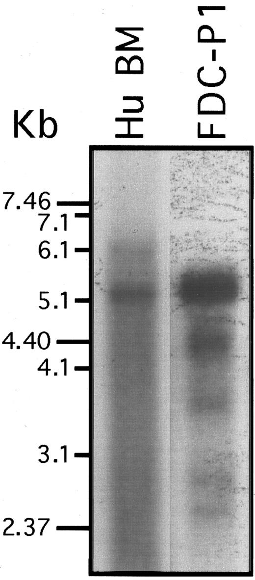 Fig. 2. Northern analysis of SHIP RNA expression. PolyA+ RNA from human bone marrow cells and from the previously characterized murine FDC-P1 cells was subjected to Northern blot analysis with a human SHIP cDNA probe. The blots were washed at a stringency of 1× SSC, 0.1% SDS at 55°C. Under more stringent washing conditions (0.1× SSC, 0.1% SDS at 65°C), the murine signal was lost but both human mRNA species remained (not shown). The FDC-P1 lane was exposed much longer than the HuBM lane.