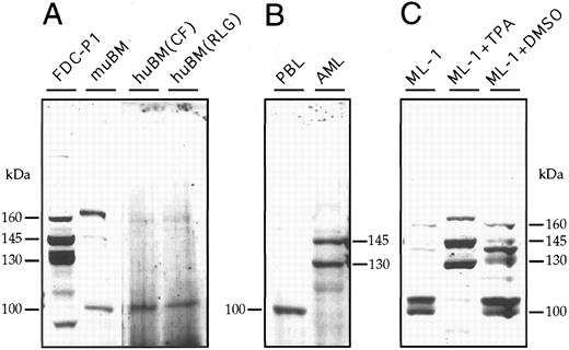 Fig. 3. Western blot analysis of SHIP protein expression in cells derived from bone marrow or blood. Western blotting with antibodies to murine SHIP was performed on cell lysates derived from different sources. (A) Extracts from murine FDC-P1 cells and murine bone marrow cells (muBM) were compared with extracts from two different human bone marrow (huBM) samples. (B) Peripheral blood leukocytes (PBL) and a CD34+ AML sample taken from peripheral blood. (C) Myelomonocytic leukemia cell line, ML-1, either untreated or differentiated to monocytes-macrophages by 2 days of growth in 5 × 10−10 mol/L TPA or to granulocytes by treatment with 1.25% DMSO.
