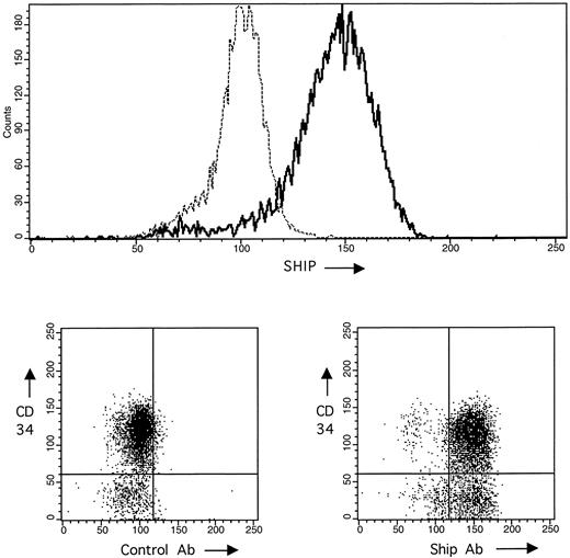 Fig. 4. Analysis of SHIP and CD34 expression on AML by flow cytometry. Several AML samples were analyzed for coexpression of SHIP and CD34. The AML shown expressed high levels of both proteins. The upper panel shows the single-parameter analysis of SHIP relative to a control rabbit Ig fraction; the lower two panels show two-parameter analysis of CD34 versus control Ig (left) and CD34 versus SHIP expression (right) in the same AML cells.