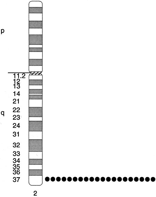 Fig. 6. Ideogram of the SHIP localization on human chromosome 2. The human SHIP gene was mapped to human chromosomes using FISH. Ten metaphase cells were analyzed for FISH signals using a 4.7-kb human SHIP cDNA clone. Each dot represents the occurrence of an FISH signal on one chromosome. Twenty of a possible 20 signals were observed, representing a detection efficiency of 100%. Specific signals were not seen on other chromosomes. The same location, 2q37, was found using an 18-kb genomic clone for SHIP.