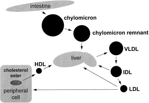 Fig. 1. Overview of lipid metabolism. Triglycerides enter the circulation via the exogenous or endogenous pathway. In the exogenous pathway, dietary fats are absorbed in the intestines and packaged into triglyceride-rich particles, the chylomicrons. These large particles lose some of triglyceride and in the process are converted to chylomicron remnant, a step catalyzed by lipoprotein lipase. Chylomicron remnant is removed by specific hepatic receptors. The liver can also synthesize VLDL, a triglyceride-rich lipoprotein that also contains Apo-B100. Triglyceride is removed from VLDL via LPL and is converted first to IDL and then LDL. LDL are principally removed from the circulation by specific hepatic receptors.