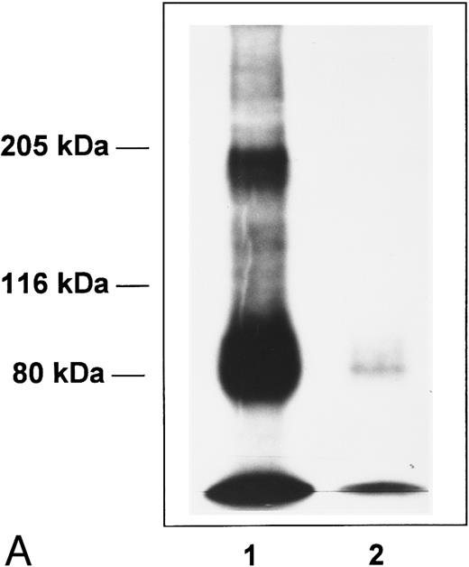 Fig. 4. Affinity cross-linking with 125I-Tpo. BaF3-MplR cells (A) or normal human platelets (B) were incubated with 125I-Tpo (0.6 nmol/L) in the presence or absence of a 100-fold excess of unlabeled Tpo and cross-linked with 1 mmol/L BS3. Cell lysates were analyzed by SDS-PAGE and autoradiography. The upper band represents the major 125I-Tpo-Mpl receptor complex and the lower band is free 125I-Tpo. Lane 1, 125I-Tpo; lane 2, 125I-Tpo plus unlabeled Tpo. Molecular weight markers are indicated.