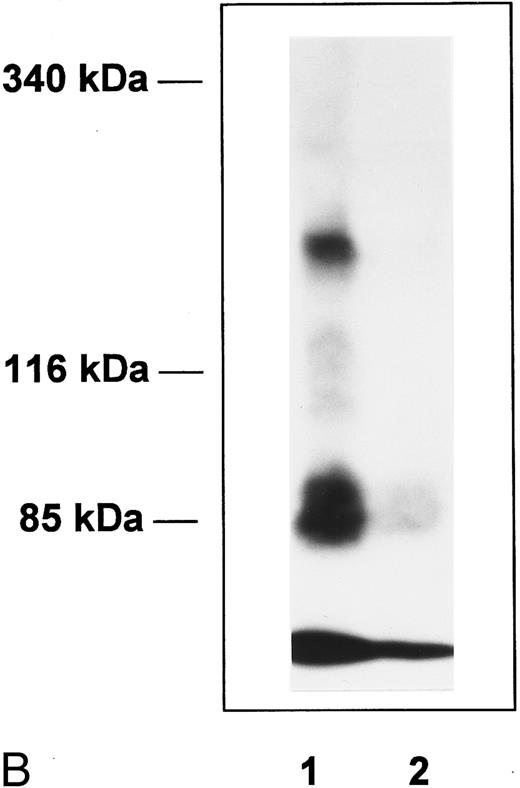 Fig. 4. Affinity cross-linking with 125I-Tpo. BaF3-MplR cells (A) or normal human platelets (B) were incubated with 125I-Tpo (0.6 nmol/L) in the presence or absence of a 100-fold excess of unlabeled Tpo and cross-linked with 1 mmol/L BS3. Cell lysates were analyzed by SDS-PAGE and autoradiography. The upper band represents the major 125I-Tpo-Mpl receptor complex and the lower band is free 125I-Tpo. Lane 1, 125I-Tpo; lane 2, 125I-Tpo plus unlabeled Tpo. Molecular weight markers are indicated.