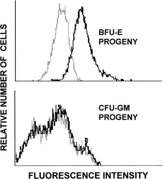 Fig. 6. Flow cytometric analysis of Mpl receptor display on progeny of BFU-E and CFU-GM. Day-11 BFU-E and CFU-GM progeny labeled with control rabbit IgG (gray profile) or with affinity-purified rabbit anti-Mpl receptor antibody (dark profile) were analyzed by flow cytometry.