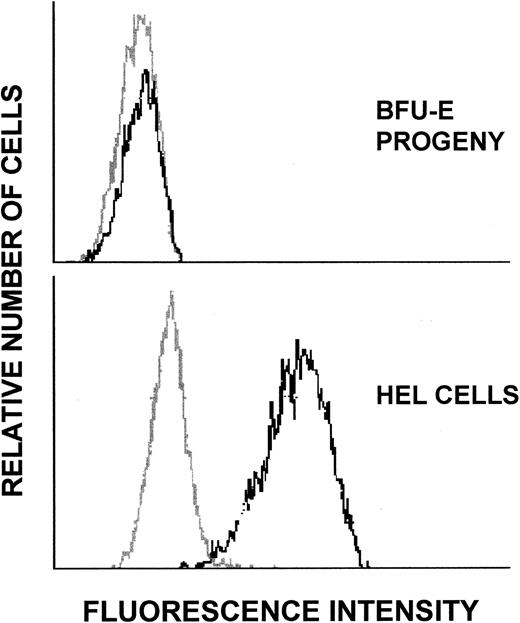 Fig. 7. Flow cytometric analysis of CD41 expression on progeny of BFU-E and on HEL cells. Day-11 BFU-E progeny and HEL cells labeled with control mouse IgG1 antibody (gray profile) or with the Tab anti-CD41 MoAb (dark profile) were analyzed by flow cytometry.