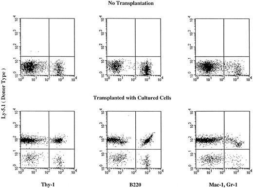 Fig. 1. Hematopoietic reconstitution by cells cultured for 14 days in the presence of FL and IL-11. Nucleated cells of the peripheral blood were analyzed using flow cytometry 6 months after transplantation. Thy-1+ cells, B220+ cells, and Mac-1+, Gr-1+ cells of donor (Ly5.1) origin are seen in the peripheral blood of the recipient. Analyses of additional samples are presented in Table 3.
