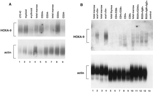Fig. 1. Expression of HOXA9 in normal marrow cells and lymphocytes. (A) Southern blot analysis of total amplified cDNA derived from various fractions of normal human bone marrow. Lane 1, CD34+Lin− cells enriched for LTC-IC; lane 2, CD34+CD45RA+ cells enriched for myeloid progenitors; lane 3, CD34+CD71+ cells enriched for erythroid progenitors; lanes 4 and 7, total marrow cells; lanes 5 and 8, CD34+ marrow cells; lanes 6 and 9, CD34− marrow cells. HOXA9 message is clearly detectable in CD34+ cell fractions, particularly those enriched for LTC-IC and myeloid progenitors, and not in CD34− cells. (B) Southern blot analysis of total amplified cDNA from fractionated murine bone marrow, T cells, and B cells. HOXA9 is clearly detectable in primitive Sca1+/lin− marrow cells (lanes 2 and 4), but not in total marrow (lanes 1, 3, and 10). Within the T-cell fractions, there is detectable HOXA9 message in CD4+/CD8+ (lane 7) and in CD4+/CD8− (lane 8) cells. In B220+ B-cell populations, HOXA9 is expressed weakly in CD43+ cells (lane 11) and more strongly in IgM+ (lane 12) and IgM+/IgD+ (lane 13) cells.