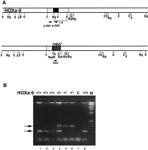 Fig. 2. HOXA9 targeting and genotypic analysis. (A) Normal HOXA9 genomic locus is shown on top and the targeted locus on the bottom. Arrowheads marked a-9#1, a-9#2, and neo denote primer sites for genotyping by PCR. (B) PCR products from tail or toe DNA, amplified using the 3 primers shown in (A). Amplification of the wild-type allele with primers a-9#1 and a-9#2 results in the lower 123-nt band, whereas amplification of the targeted allele with primers a-9#1 and neo results in the upper 200-nt band (arrows). The gel shows results from normal (lanes 1, 2, 3, and 8), HOXA9+/− (lane 4), and HOXA9−/− (lanes 5 and 6) animals. Lane 7 is a control (C) lane with no DNA.