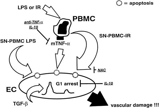 Fig. 5. Pathophysiologic model showing the influence of preactivated PBMCs on human ECs. LPS- or IR-treated PBMCs drive ECs into programmed cell death via distinct signalling pathways and may prevent vascular repair by causing an EC cycle arrest in G0/1 . IL-10 as an antagonistic cytokine can protect against apoptosis as well as against cell cycle arrest and may be of potential therapeutic value.