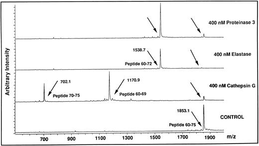 Fig. 8. Analysis by MALDI-TOF mass spectrometry of the cleavage of the TR4 peptide by HLE, Cat G, and PR3. The lower tracing (Control) is the mass spectrum of the untreated TR4 peptide corresponding to the Glu60-Asn75 domain of the thrombin receptor (m/z, observed mass charge = 1853.1). The three upper tracings are mass spectra of the peptides obtained after a 10-minute digestion with each of the neutrophil proteinases (arrows). Tracings are representative of two distinct experiments.