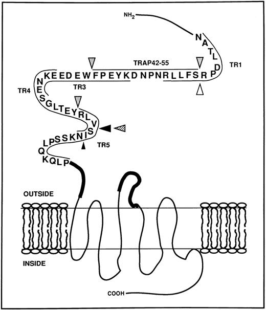 Fig. 9. Schematic representation of the extracellular aminoterminal domain of the thrombin receptor with the potential cleavage sites generated by HLE, Cat G, and PR3. The sequence of the thrombin receptor located between Asn35 and Pro85 is represented using the single-letter code for amino acids.15 Synthetic peptides used in this study and mapping over this domain are located by thin lines. Bold lines represent the putative sequences Gln83-Ser93 and Ile244-Ala268 involved in the binding of the tethered ligand.19-21 Large arrowheads indicate cleavage sites observed as soon as 1 minute of proteolysis in MALDI-TOF mass spectrometry studies, whereas the small arrowhead shows a cleavage detected after 30 minutes (Cat G, ; HLE, ▴; PR3, ). The white arrowhead (▵) indicates the cleavage site determined for thrombin.15