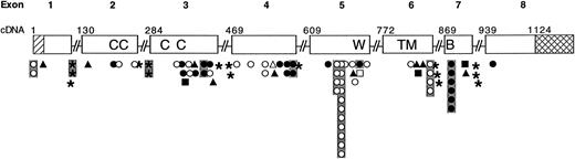 Fig. 1. IL2RG cDNA map showing exons, cDNA numbers corresponding to the first coding nucleotide of each exon, protein domains, and sites of mutations found in unrelated patients with X-linked SCID in our series. Identical mutations found in unrelated patients are surrounded by shaded boxes. For IL2RG domains: (▨) signal peptide; C, conserved cysteine; W, WSEWS box; TM, transmembrane; B, box1-box2 domain; () 3′ untranslated. For X-linked SCID mutations: (•) point mutation, nonsense; (○) point mutation, missense; (▪) insertion, frame shift; (□) insertion, in frame; (▴) deletion, frame shift; (▵) deletion, in frame; (*) splice site; () site of recurrent mutation.