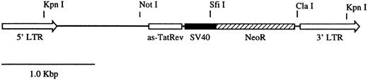 Fig. 1. Map of the retroviral vector GC-(anti–Tat/Rev) SNDC. The vector contains an antisense Tat/Rev gene that encompasses the entire Rev sequence and the second exon of the Tat gene. The antisense gene is expressed from a MoMLV 5′LTR. The vector also contains the neomycin resistance gene (NeoR) driven by the SV40 early promoter.