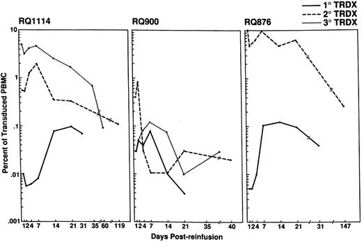 Fig. 2. Detection and persistence of transduced CD4+ lymphocytes in the PB. Following each reinfusion of transduced lymphocytes, peripheral blood samples were isolated at regular intervals and used to isolate PBMC. Semiquantitative PCR for the NeoR gene was performed on the genomic DNA isolated from the PBMC. The NeoR PCR product was detected by Southern blotting and hybridization with a NeoR-specific oligonucleotide. All samples were normalized to PCR reactions performed using the β-actin gene. The percent transduction was determined by comparison of the normalized NeoR signal from the experimental samples to a NeoR(+) standard curve prepared by isolating genomic DNA from predetermined percentages of G1N vector transduced SupT1 cells and nontransduced rhesus PBL. The percentage of Neo(+) cells in the standard curve were 10%, 1%, 0.1%, and 0.01%. The percentage of transduced cells in each animal following each reinfusion is plotted on a single graph per animal and the number of transduced PBL for each infusion is shown in the upper right corner of each plot.