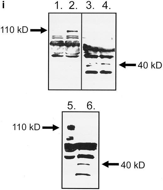 Fig. 1. Expression of FasL in B lymphocytes before and after stimulation via HLA class II. (a) PMA and ionomycin; (b) bacterial superantigen TSST-1; (c) anti–HLA-DR MoAb L227 XL; (d) anti–HLA class I MoAb W6.32 XL. The level of fluorescence in nonstimulated cells is shown as an unfilled profile and is compared with the filled profile of stimulated cells. Profiles e to h show binding of an isotype-matched control antibody (polyclonal rabbit IgG, anti–cyclin B) before and after stimulation as above. For a to h, the cells were fixed in a solution containing 95% ethanol with 5% acetic acid and then stained with either 2 μg/mL anti-FasL antibody N-20 or 1 μg/mL anti-FasL PE62, followed by 10 μg/mL secondary MoAb conjugated with FITC. (i) Immunoblot with the anti-FasL antibody PE62 in which cell lysates were prepared either under nonreducing conditions (lanes 1, 2, and 5) or under reducing conditions (lanes 3, 4, and 6). Lanes 1 and 3, nonstimulated cells; lanes 2 and 4, L227 XL; lanes 5 and 6, bacterial superantigen TSST-1.