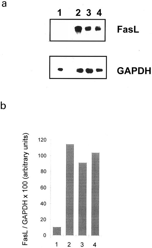 Fig. 2. Effect of HLA class II molecule signaling on the expression of FasL mRNA. Human splenic B lymphocytes were stimulated as indicated for 4 hours. RT-PCR amplification was performed, and PCR products were visualized after electrophoresis in a 2% agarose gel (a). The autoradiograph was subsequently analyzed with a densitometer, which was normalized by dividing the FasL PCR product with the density of the GAPDH profile (b). The PCR product of FasL amplification migrated at the predicted size of 510 bp. Lane 1, nonstimulated; lane 2, 6.7 μg/mL anti–HLA class II MoAb (L227 XL); lane 3, bacterial superantigen TSST-1; lane 4, PMA and ionomycin.