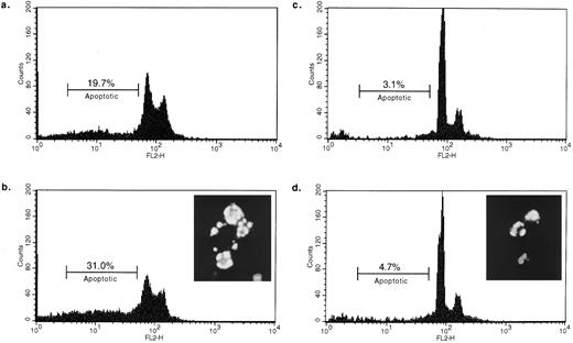 Fig. 4. B-lymphocyte line lacking Fas is not susceptible to HLA class II–mediated death. 0.5 × 106 cells were incubated for 24 hours (a, RAJI; c, Fas−) or 48 hours (b, RAJI; d, Fas−) with L227 XL before quantifying the apoptotic nuclei. EBV-transformed Burkitt's lymphoma cell line RAJI was compared with the EBV-transformed Fas− cells. The background level of apoptotic nuclei in nonstimulated cells was 2.5% for RAJI and 3.7% for Fas−. Insets showing the morphology typical of apoptosis depict either Hoescht 33342–stained RAJI incubated for 48 hours with L227 (b) or Hoescht 33342–stained Fas− incubated for 24 hours with 50 ng/mL staurosporine (d).