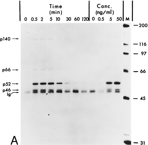 Fig. 1. Tyrosine phosphorylation of Shc proteins in hGM-CSF–stimulated TF-1 cells and identification of an associated 140-kD phosphotyrosyl protein. (A) Starved TF-1 cells were stimulated for the indicated times with 25 ng/mL hGM-CSF or with the indicated concentrations of hGM-CSF for 5 minutes at 37°C. Cells were lysed and aliquots containing 1 mg protein were immunoprecipitated with anti-Shc antibodies. Immunoprecipitates were subjected to Western blot analysis with antiphosphotyrosine antibodies. The positions of the Shc proteins (p46, p52, and p66) and p140 are indicated. The apparent molecular weights of the Shc proteins p46Shc, p52Shc, and p66Shc in our gel system were consistently 51, 56, and 68 kD. To avoid confusion, we will continue to name the Shc proteins as p46, p52, and p66 according to Pelicci et al.44 (B) Starved TF-1 cells were stimulated for the indicated times with hGM-CSF. Cells were lysed and total cell lysates containing 50 μg of protein were subjected to Western blot analysis using anti-Shc antibodies. The positions of Shc proteins (p46, p52, and p66) are indicated. The arrow above p66 indicates a slower migrating form of p66 detected during hGM-CSF stimulation.