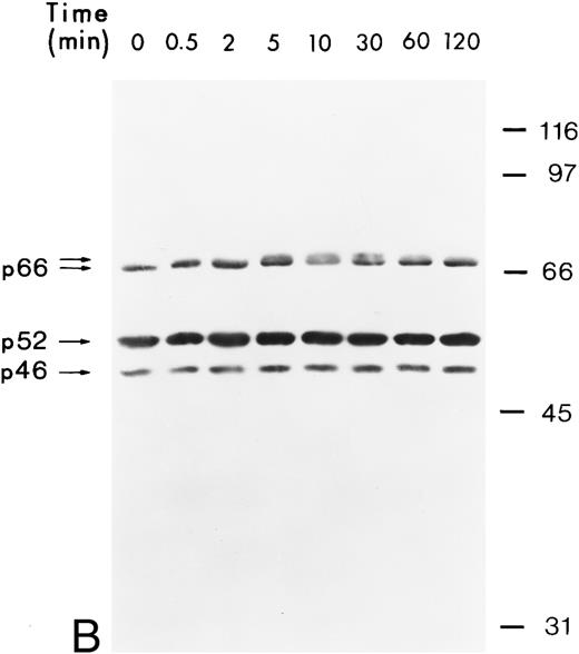 Fig. 1. Tyrosine phosphorylation of Shc proteins in hGM-CSF–stimulated TF-1 cells and identification of an associated 140-kD phosphotyrosyl protein. (A) Starved TF-1 cells were stimulated for the indicated times with 25 ng/mL hGM-CSF or with the indicated concentrations of hGM-CSF for 5 minutes at 37°C. Cells were lysed and aliquots containing 1 mg protein were immunoprecipitated with anti-Shc antibodies. Immunoprecipitates were subjected to Western blot analysis with antiphosphotyrosine antibodies. The positions of the Shc proteins (p46, p52, and p66) and p140 are indicated. The apparent molecular weights of the Shc proteins p46Shc, p52Shc, and p66Shc in our gel system were consistently 51, 56, and 68 kD. To avoid confusion, we will continue to name the Shc proteins as p46, p52, and p66 according to Pelicci et al.44 (B) Starved TF-1 cells were stimulated for the indicated times with hGM-CSF. Cells were lysed and total cell lysates containing 50 μg of protein were subjected to Western blot analysis using anti-Shc antibodies. The positions of Shc proteins (p46, p52, and p66) are indicated. The arrow above p66 indicates a slower migrating form of p66 detected during hGM-CSF stimulation.