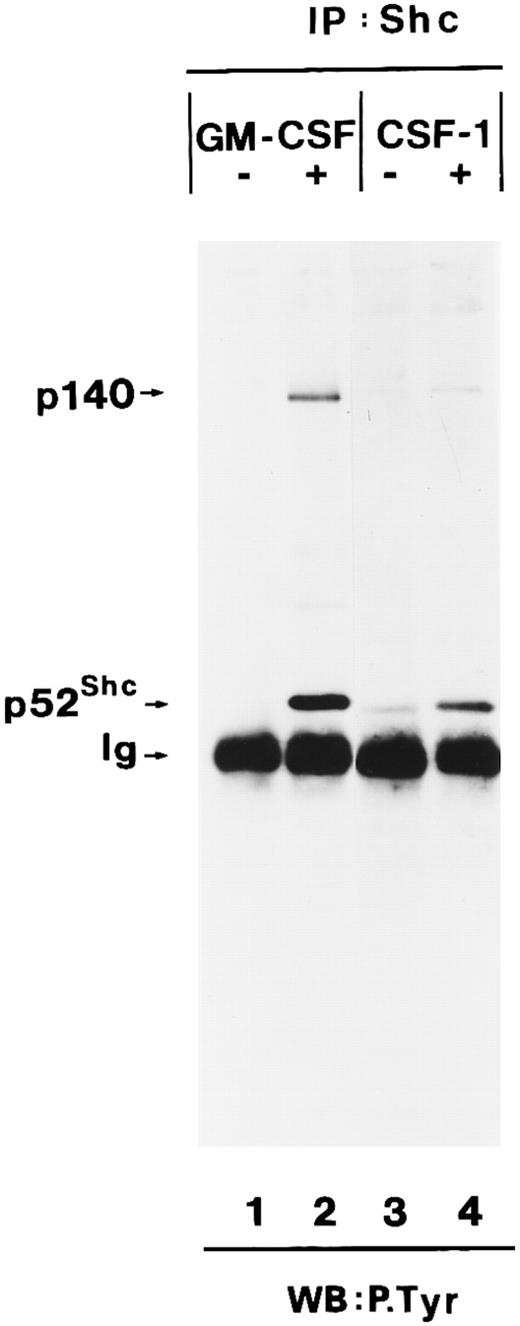 Fig. 2. Association of tyrosine-phosphorylated p140 with Shc in response to different growth factors. Anti-Shc immunoprecipitates (IP:Shc) of unstimulated (lane 1) or hGM-CSF–stimulated (lane 2) TF-1 cells and from unstimulated (lane 3) or CSF-1–stimulated (lanes 4) BAC1.2F5 cells were analyzed by antiphosphotyrosine immunoblotting (lanes 1 through 4). The positions of p140, p52Shc, and Ig heavy chain (Ig) are indicated on the left.