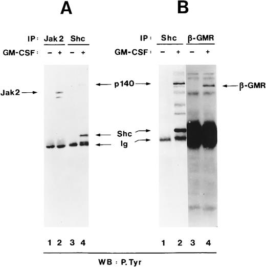 Fig. 3. p140 is a new phosphotyrosyl protein. (A) Cell lysates from unstimulated (lanes 1 and 3) or hGM-CSF–stimulated (lanes 2 and 4) TF-1 cells were immunoprecipitated with anti-Jak2 (lane 1 and 2) or anti-Shc (lanes 3 and 4) antibodies and analyzed by antiphosphotyrosine immunoblotting (lanes 1 through 4). The positions of Jak2, Shc, p140, and Ig heavy chain (Ig) are indicated. (B) Cell lysates from unstimulated (lanes 1 and 3) or hGM-CSF–stimulated (lane 2 and 4) TF-1 cells were immunoprecipitated with antibodies directed against Shc (lanes 1 and 2) or the β subunit of the human GM-CSF receptor (β-GMR; lanes 3 and 4) and analyzed by antiphosphotyrosine immunoblotting (lanes 1 through 4).