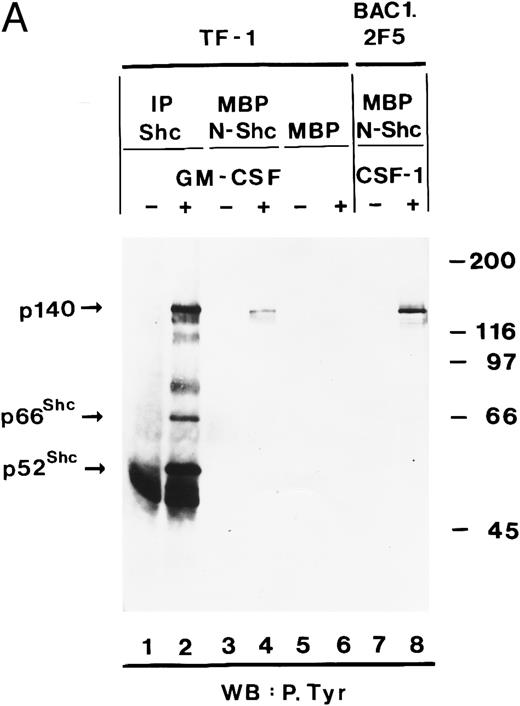Fig. 5. The association between Shc and p140 is mediated through the PTB domain of Shc and this complex is constitutively activated in some AML. (A) hGM-CSF and CSF-1 induce the association of tyrosine-phosphorylated p140 with the PTB domain of Shc. Cell lysates from unstimulated (lanes 1, 3, and 5) or hGM-CSF–stimulated (lanes 2, 4, and 6) TF-1 cells or from unstimulated (lane 7) or CSF-1-stimulated (lane 8) BAC1.2F5 cells were immunoprecipitated with anti-Shc antibodies (lanes 1 and 2) or adsorbed with either MBP vector (lanes 5 and 6) or MBP fusion proteins containing the N-terminal PTB domain of Shc (MBP-N-Shc; lanes 3, 4, 7, and 8). Associated tyrosine-phosphorylated proteins were analyzed by antiphosphotyrosine immunoblotting. (B) p140 is constitutively associated with the PTB domain of Shc in AML. Cell lysates of unstimulated primary AML were either incubated with MBP vector protein (AML-3; lane 1) or MBP-N-Shc fusion protein (AML 3 through AML-7; lanes 2 through 6), and the adsorbed proteins were analyzed by antiphosphotyrosine immunoblotting. The AML samples analyzed in this experiment correspond to the AML-3 through AML-7 samples analyzed in Fig 4B, lanes 2 through 6.