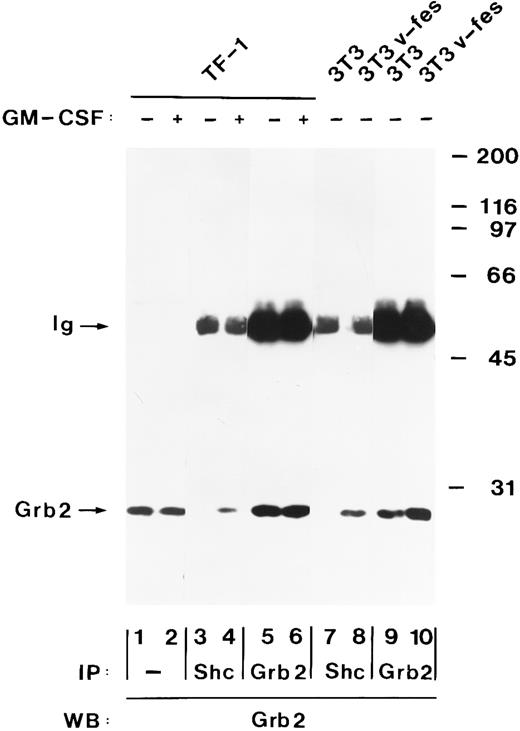Fig. 6. hGM-CSF induces the association of tyrosine-phosphorylated Shc with Grb2. Cell lysates from unstimulated (lanes 1, 3, and 5) or hGM-CSF–stimulated TF-1 cells (lanes 2, 4, and 6) and from control NIH 3T3 (lanes 7 and 9) or v-fes–transformed NIH 3T3 cells (lanes 8 and 10) were analyzed either directly (lanes 1 and 2) or after immunoprecipitation with anti-Shc (lanes 3, 4, 7, and 8) or anti-Grb2 (lanes 5, 6, 9, and 10) antibodies. Total cell lysates and immunoprecipitates were analyzed by SDS-PAGE and immunoblotting using anti-Grb2 antibodies (lanes 1 through 10). The positions of Grb2 and the Ig heavy chain (Ig) are indicated on the left. Molecular weight markers are indicated on the right.
